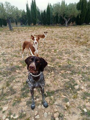 Thor, Arya y Aloy