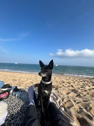 Marilu es una perrita que solemos cuidar seguido