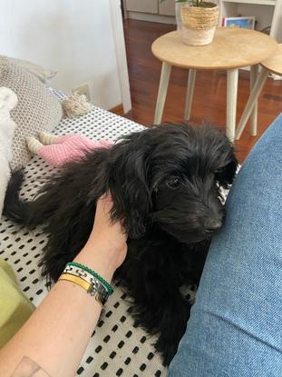 Vega la bolita de energía y amor 💛