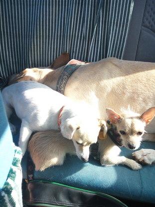 Yendo de paseo al campo!! Chiko, Kika y Frida
