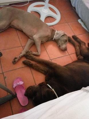 Titán e India descansando!