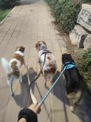 Rocky, Kiara y Cheri