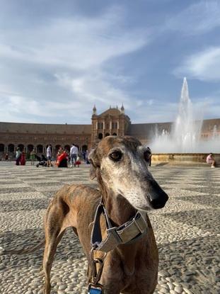 Kira en Plaza España