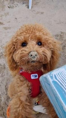 Coco, paseo, guardería y educación canina