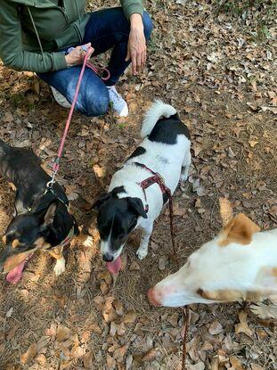 Paseando los perros de la protectora