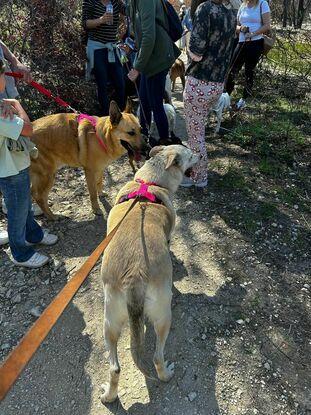 Paseando los perros de la protectora