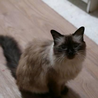 Loki, la viejita más cariñosa