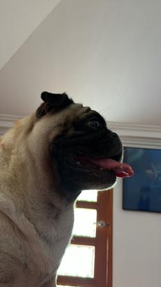 Pug