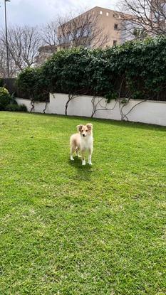 Nuestra perrita jugando en el jardín, césped y vallado!