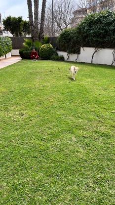 Jardín muy acogedor y seguro para nuestros perros. Siempre los vigilamos mientras juegan