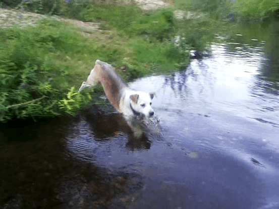 Luisín al agua