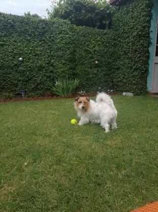 Jugando con Lula