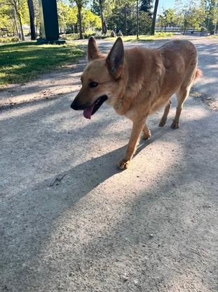 La Sombra del Lobo