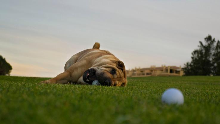 Nikita jugando