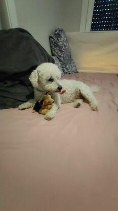 Felipe