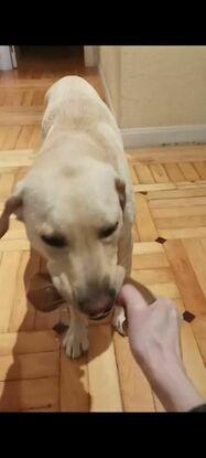 Tora, la labradora que cuido desde abril. Siempre me recibe con juguetes