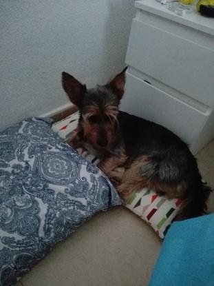 Nuestro amigo fokus