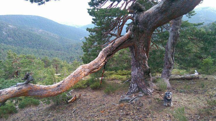 Excursiones a la sierra