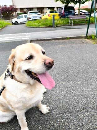 Paseo con Roni