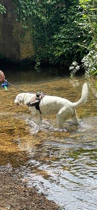 Lassie dándose un baño en el río