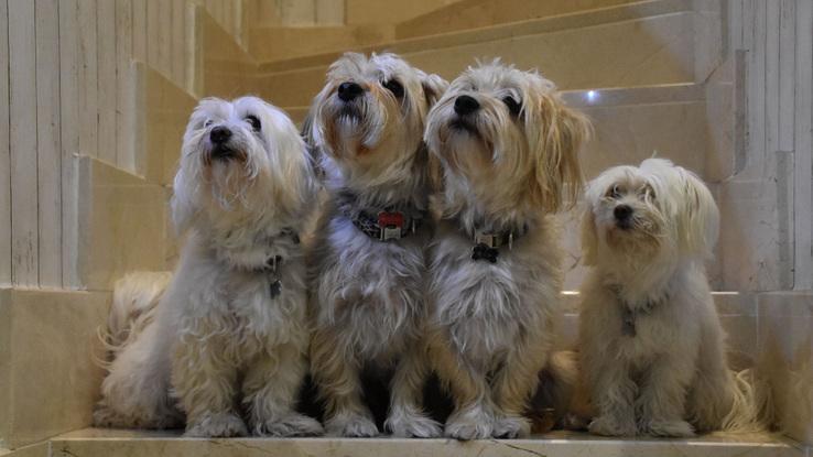 Copito y blanquita con amigos