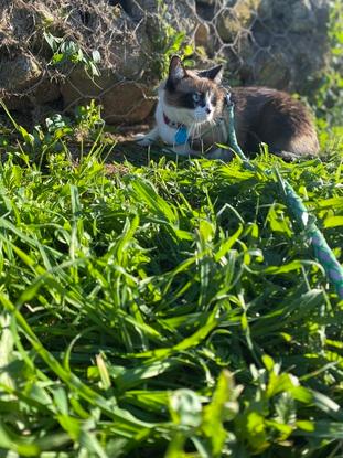 Bella de paseo en el parque