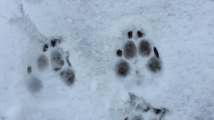 Paseo en la nieve