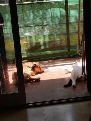 Tomando el sol 