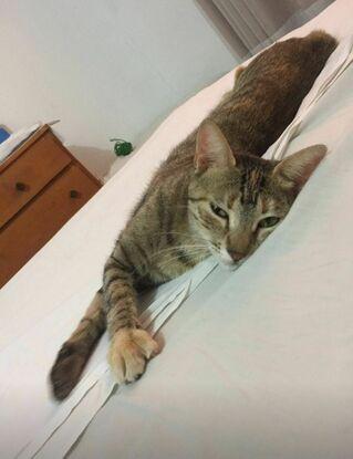 pipa