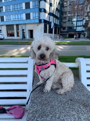 Paseo por el muro de la playa