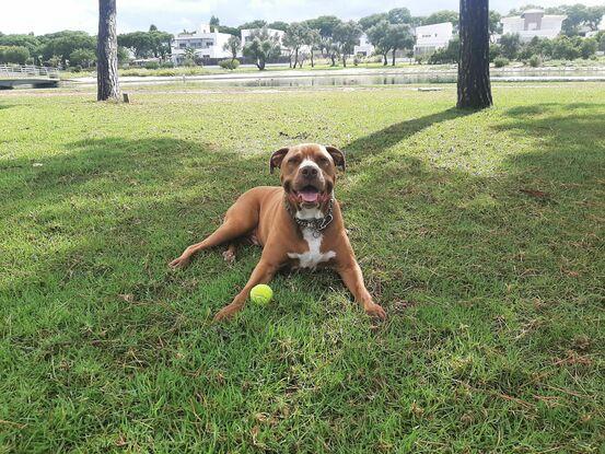 Rholo en el parque