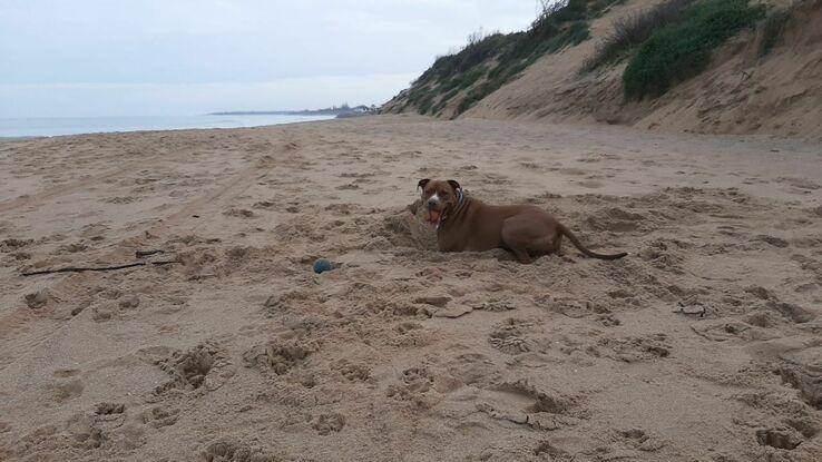 Rholo en la playa