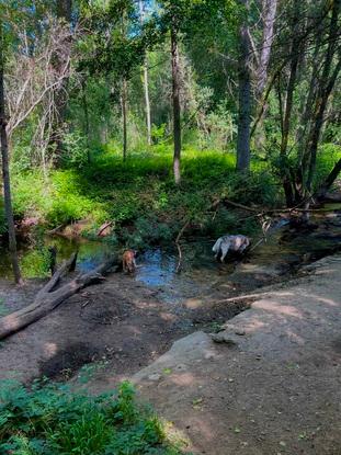 El río de la chopera