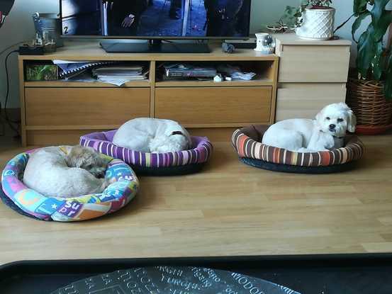 COCHI, CHULA y PIPO en sus camitas echándose la siesta