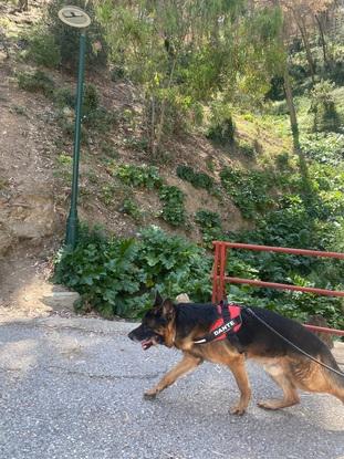 Paseo hasta Gibralfaro con Dante