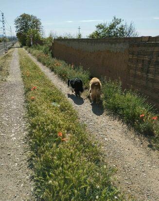 Paseos en libertad