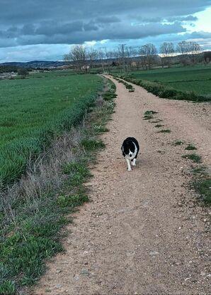 Paseo con Daría por el campo