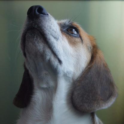 Pancho tiene 4 años. Es un beagle juguetón y glotón al que le encanta dormir la siesta sobre un montón de cojines.