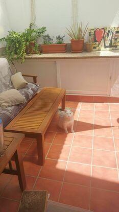 Mi gato en mi patio