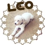 Leo avatar
