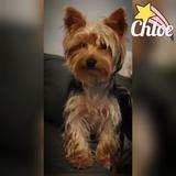 Chloe avatar