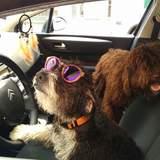Pim y Pam (son dos perras de agua) avatar