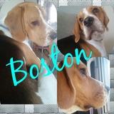 Boston  avatar