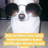Coco avatar