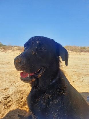 Frida en la playa