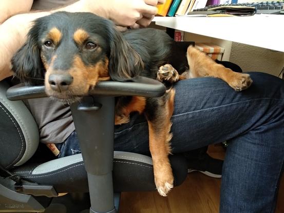 Le gusta estar mucho recibiendo mimitos