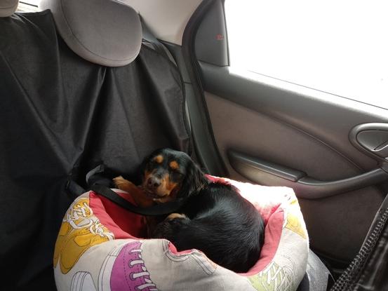 Chywa esta acostumbrada a viajar en coche, siempre con cinturón de seguridad