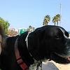 Mónica: Cuidadora de perros / Dogscare - Dogswalker