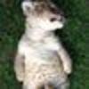 Ninu avatar
