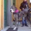 Nadia: Chica Italiana cuidadora de perros  